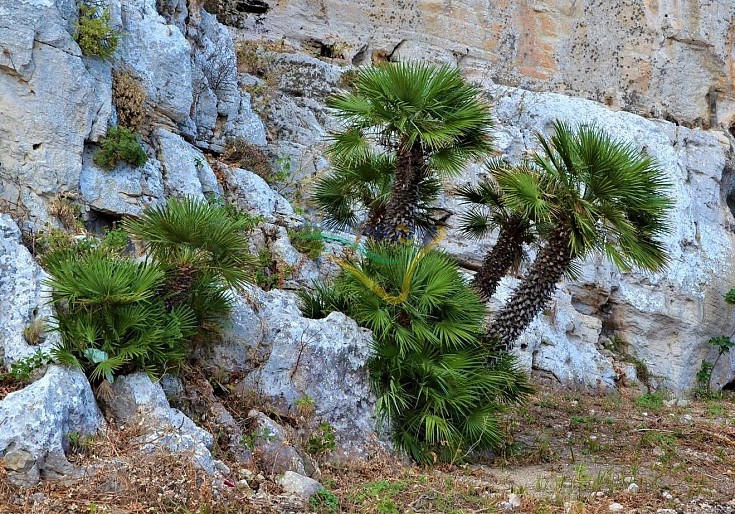 Chamaerops humilis in natura Chamaerops humilis in natura