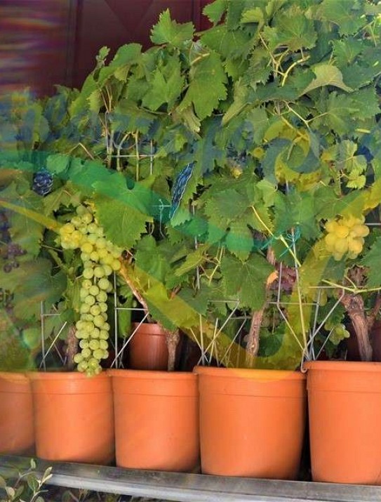 The common grape vine The common grape vine