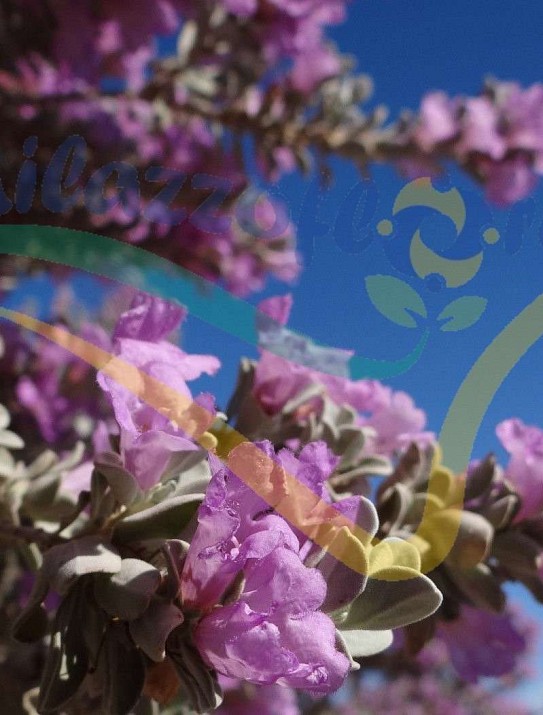 Texas sage Texas sage