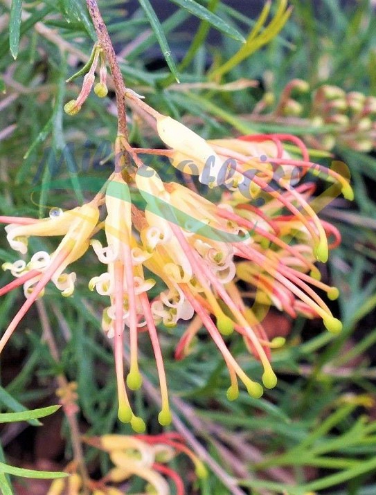 Grevillea x semperflorens Grevillea x semperflorens