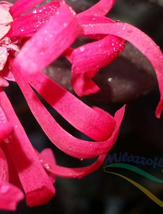 Loropetalum chinense Loropetalum chinense