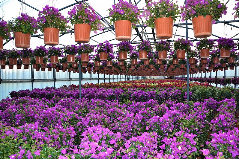 Girando per i Vivai del Consorzio Girando per i Vivai del Consorzio