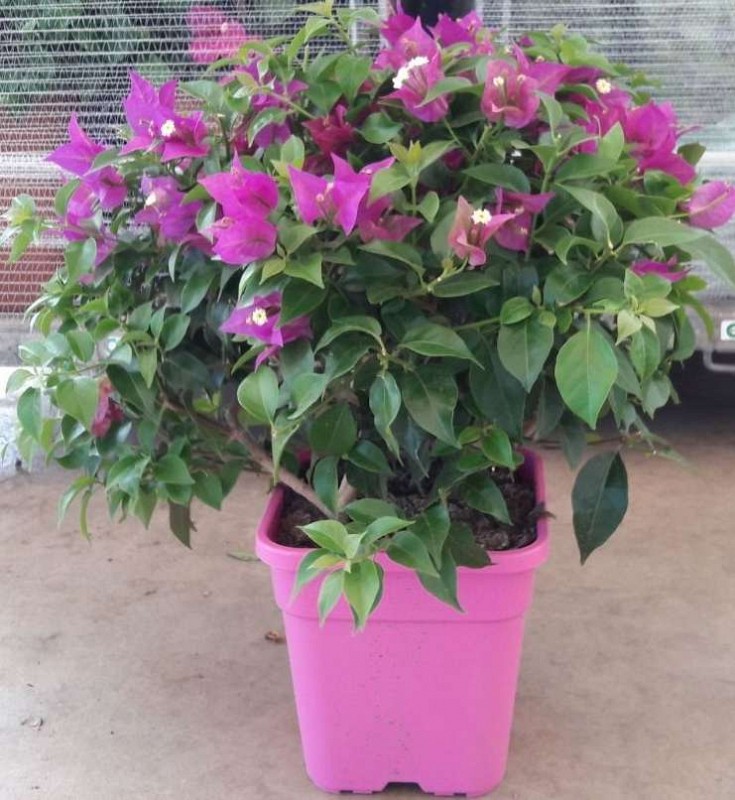 Produzione: Amalfa Antonino Produzione: Amalfa Antonino