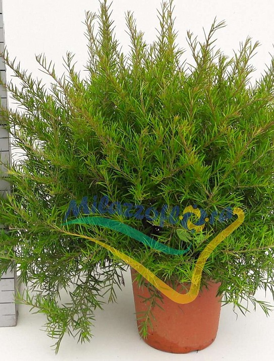 Grevillea Grevillea