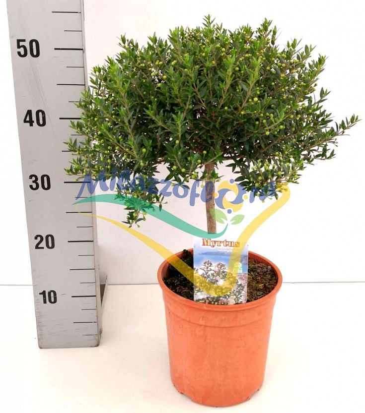 Produzione Amalfa Antonino Produzione Amalfa Antonino