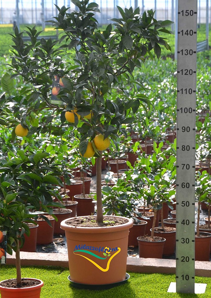 Albero V. 36 Albero V. 36