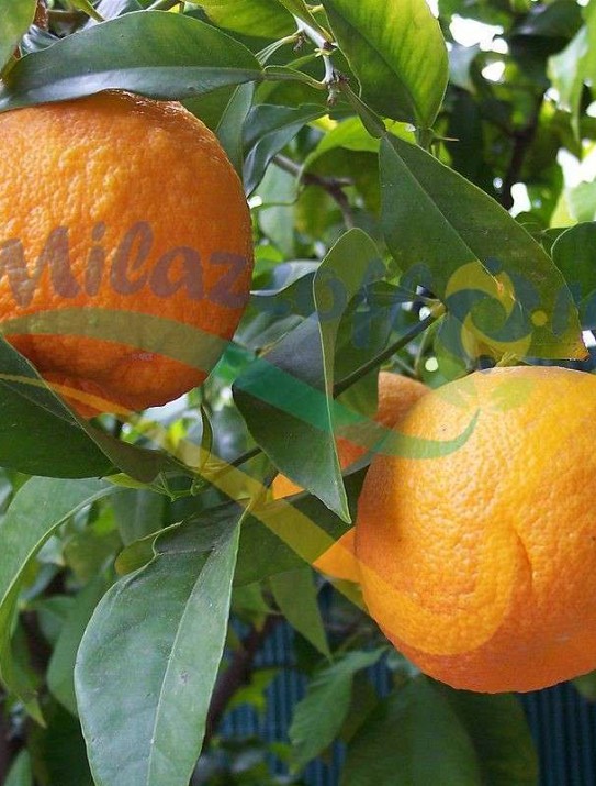 Particolare del frutto