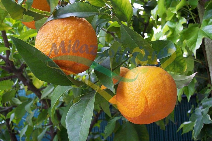 Particolare del frutto Particolare del frutto
