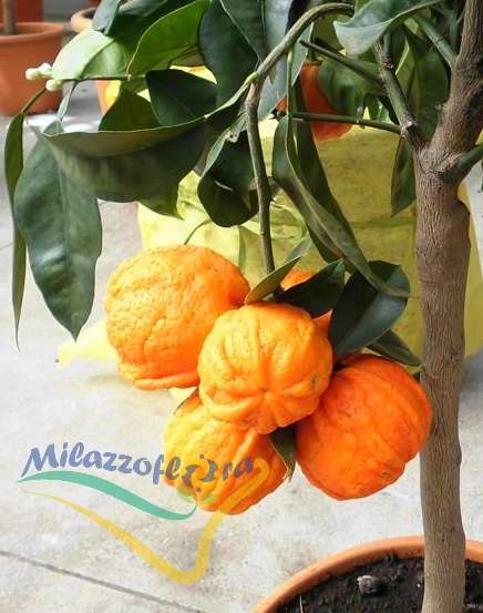 Frutto maturo Frutto maturo