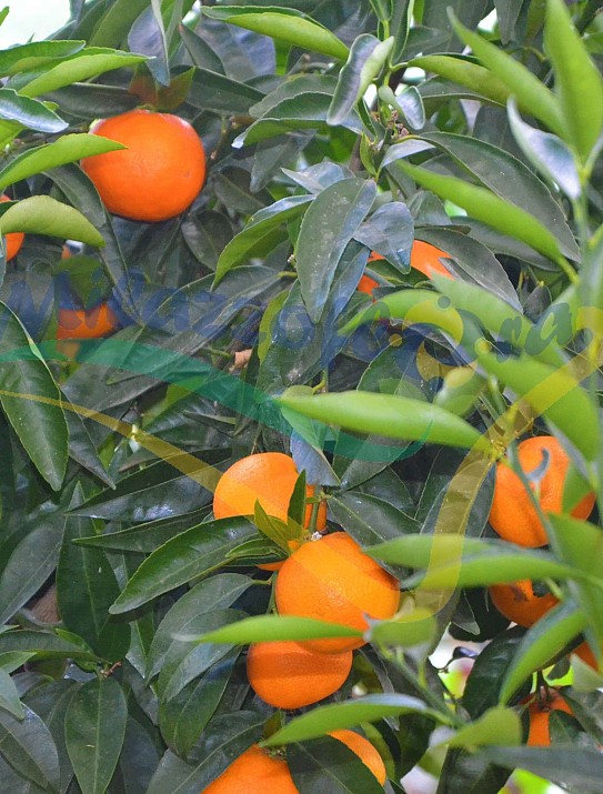 Citrus Arancio