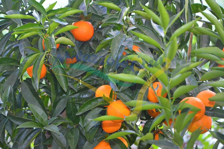 Frutti maturi Frutti maturi