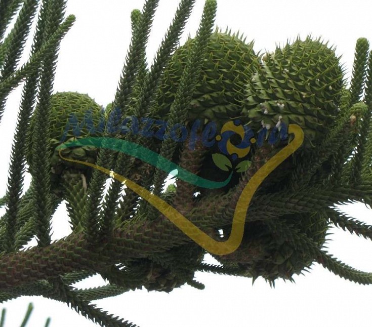 Cono di Araucaria Cono di Araucaria