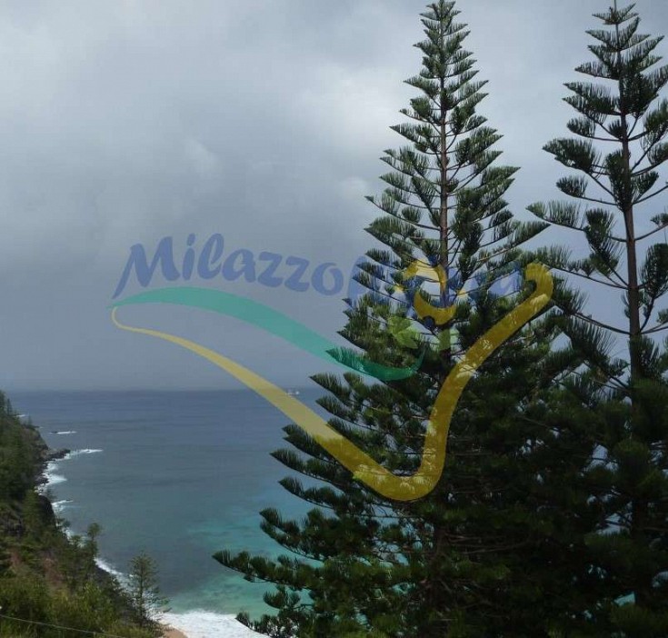 Pianta adulta in natura Pianta adulta in natura