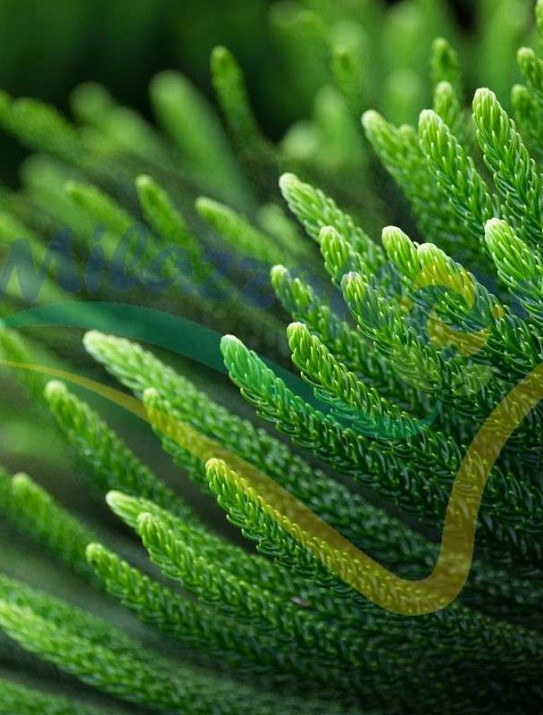 Araucaria heterophylla (excelsa) Araucaria heterophylla (excelsa)