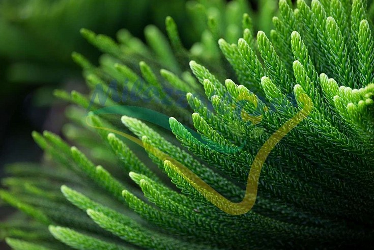 Particolare foglie Particolare foglie