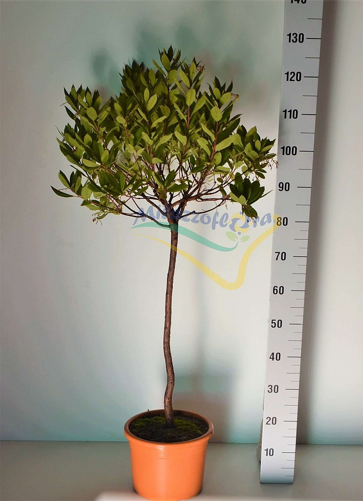 Albero V.24 Albero V.24