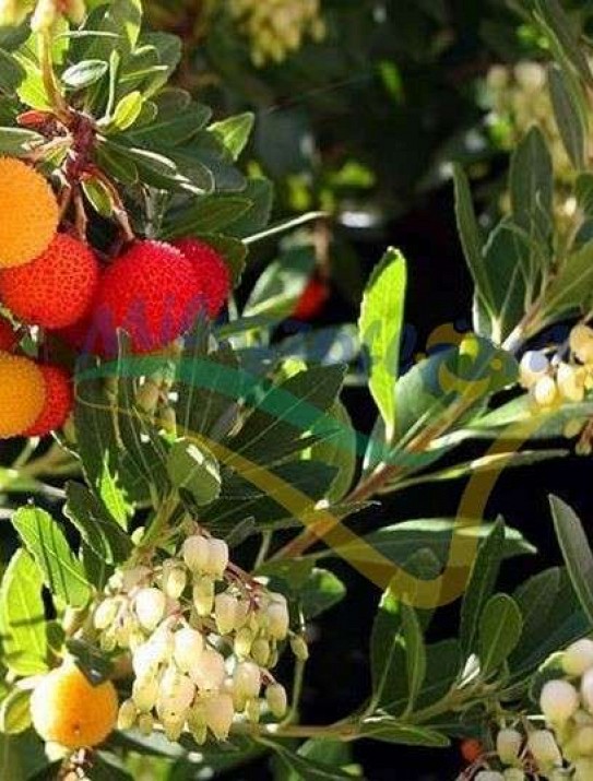 Strawberry tree Strawberry tree