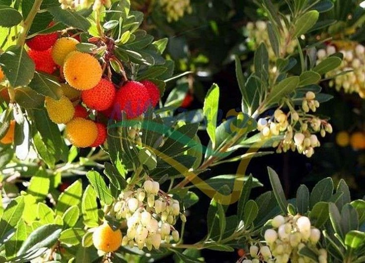 Foglie e frutti Foglie e frutti