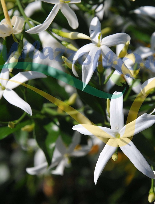 Jasmin de Madère Jasmin de Madère