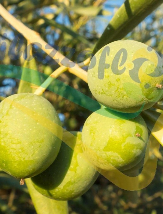 Olea europea Olea europea