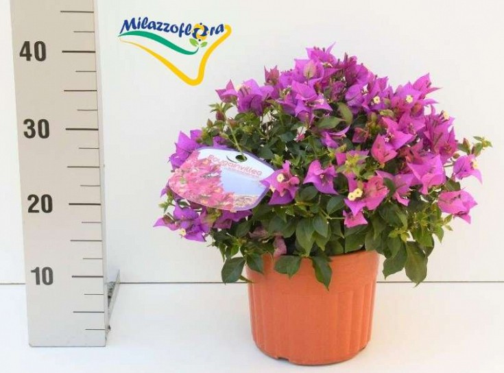 Produzione: Barca Salvatore Produzione: Barca Salvatore