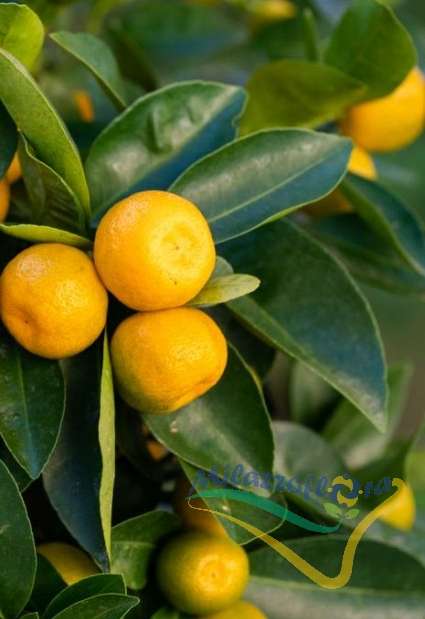 Frutti e foglie Frutti e foglie