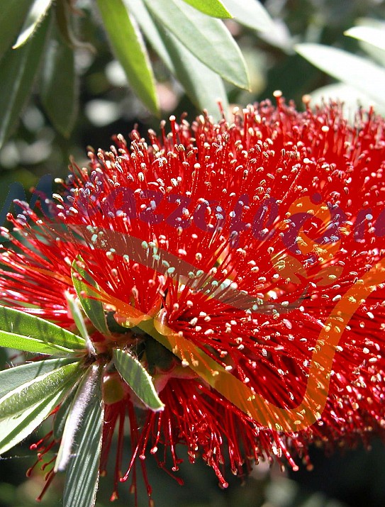 Callistemon 'Captain Cook' Callistemon 'Captain Cook'