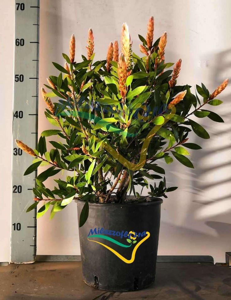 Bush Pot 22 Bush Pot 22