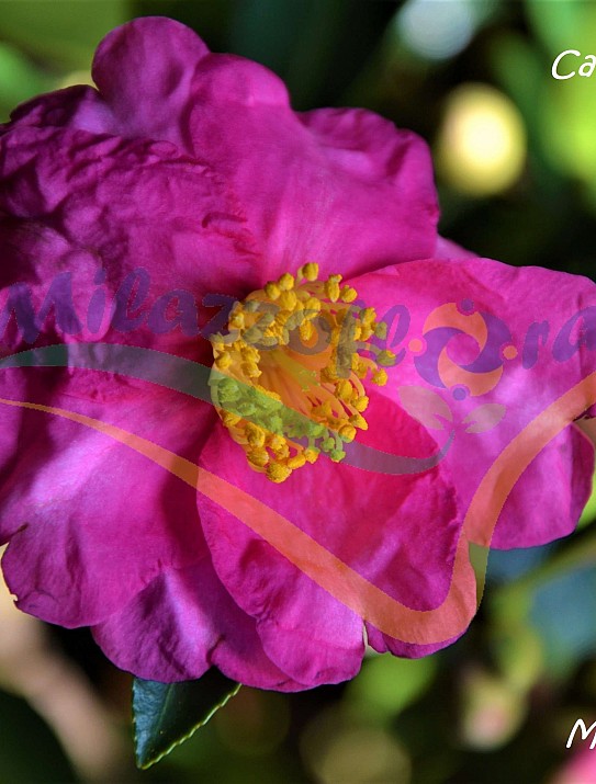 Le camellia d'automne Le camellia d'automne
