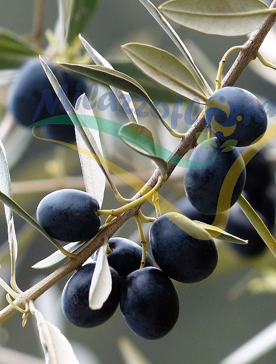 Olea europea Olea europea