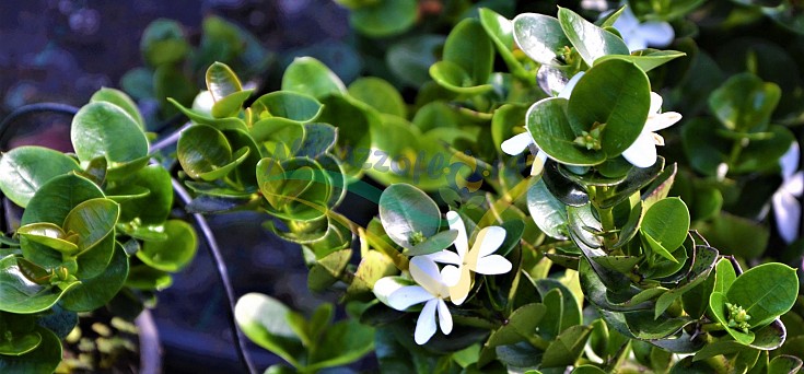 Leaves and flowers Leaves and flowers