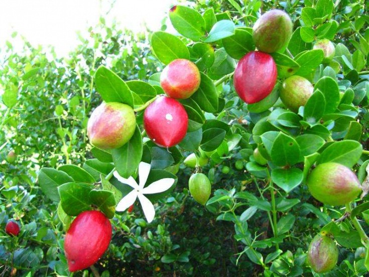 Fruits and flowers Fruits and flowers