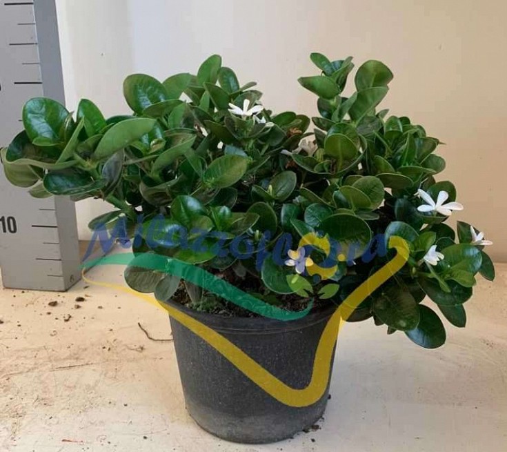 Bush Pot 18 Bush Pot 18