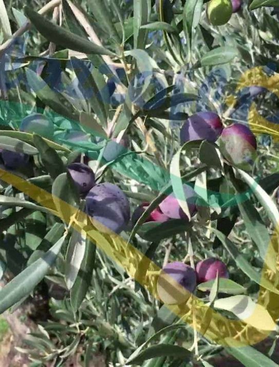 Olive tree  Olive tree