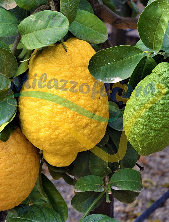 The citron