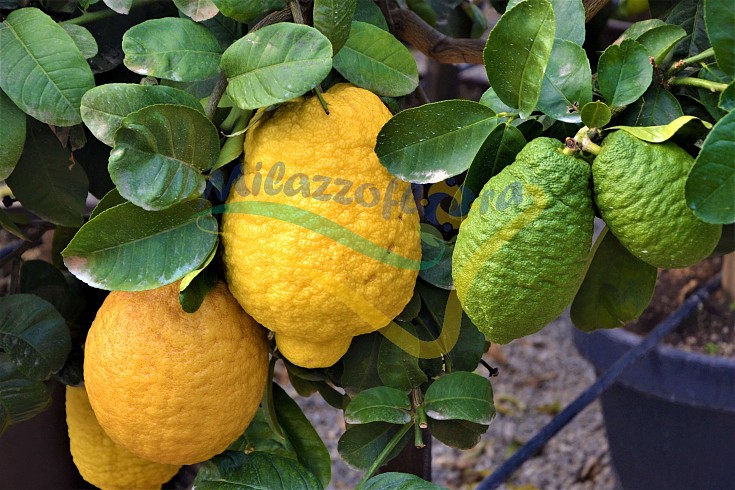 Frutti maturi e immaturi Frutti maturi e immaturi