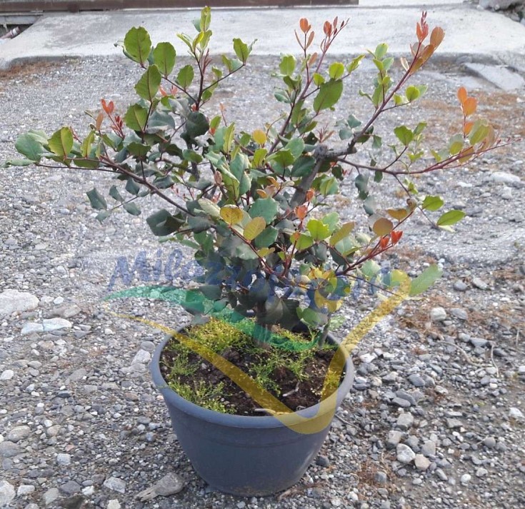 Bush Pot 30 Bush Pot 30