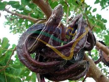 Frutto maturo (siliqua) Frutto maturo (siliqua)