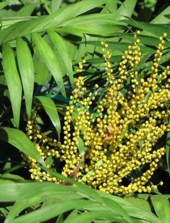 Chamaedorea Chamaedorea