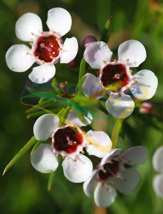 Fleur de cire Fleur de cire