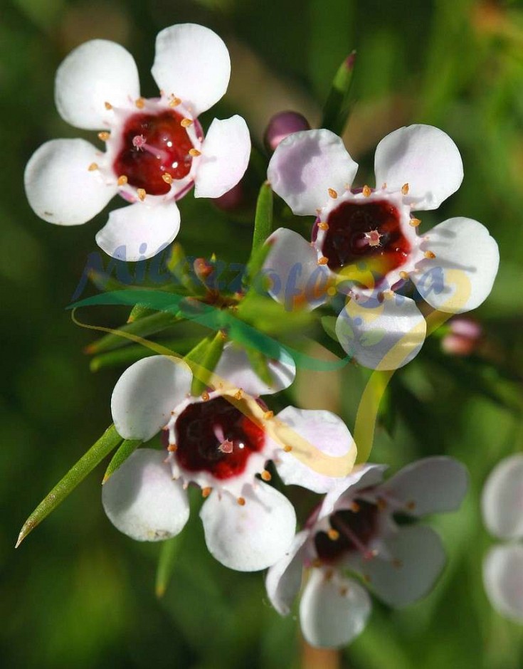 Fiore Fiore