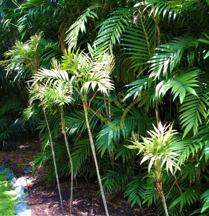 Pianta acclimatata in pieno campo Pianta acclimatata in pieno campo