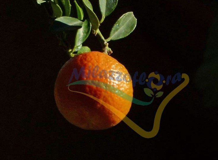 Chiaro scuro frutto maturo Chiaro scuro frutto maturo