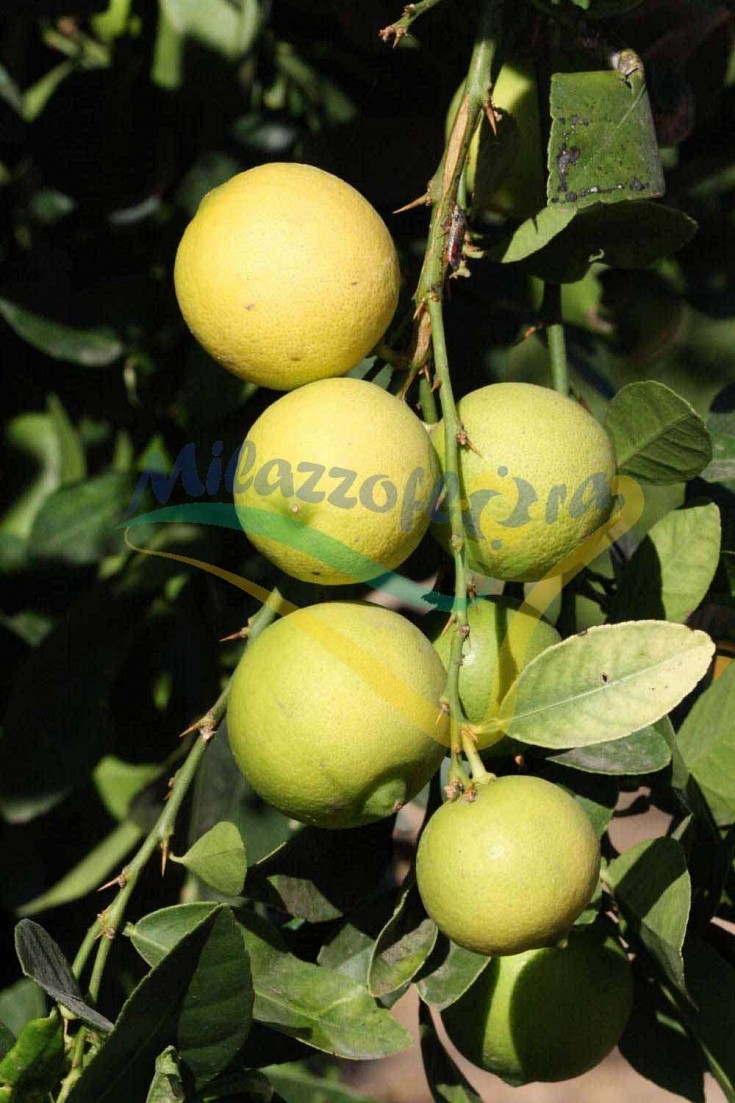 Frutto maturo Frutto maturo