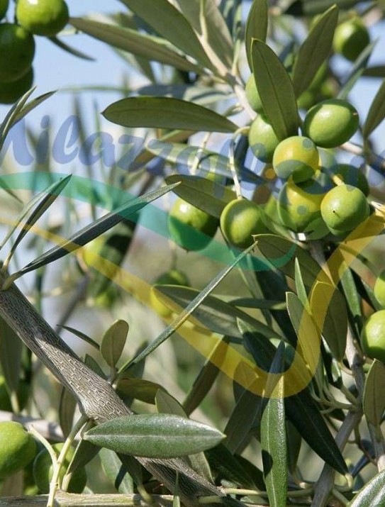 Olea europea Olea europea
