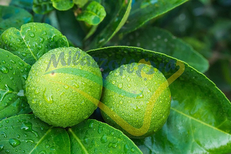 Frutto immaturo Frutto immaturo