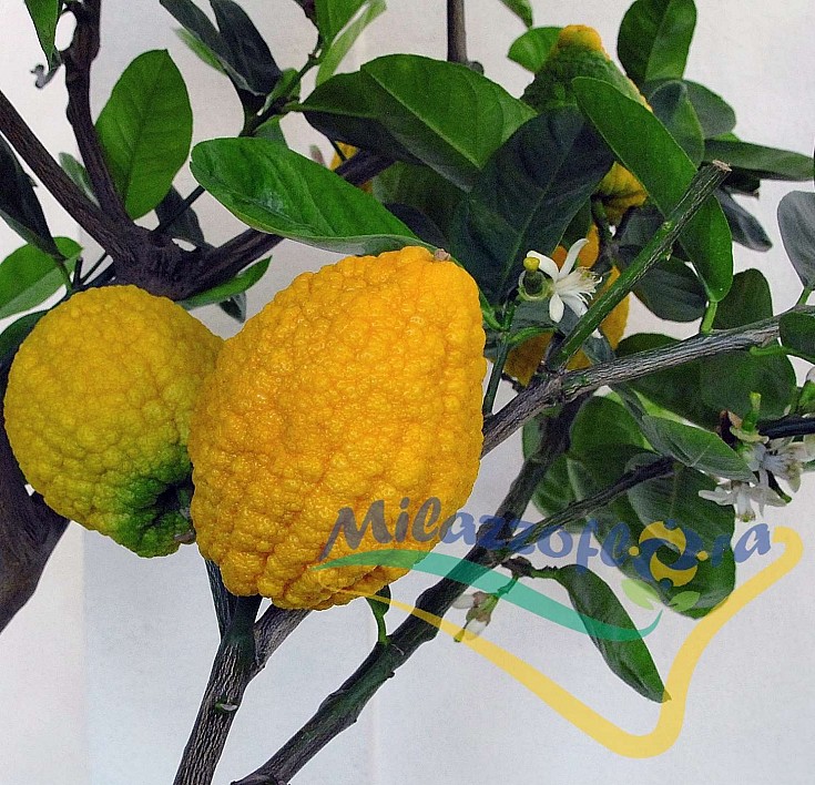 Frutti maturi Frutti maturi