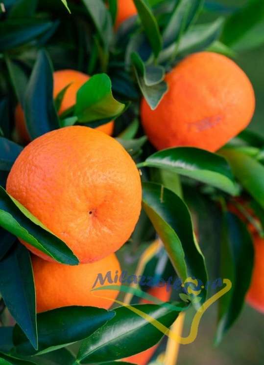 Foglie e frutti Foglie e frutti