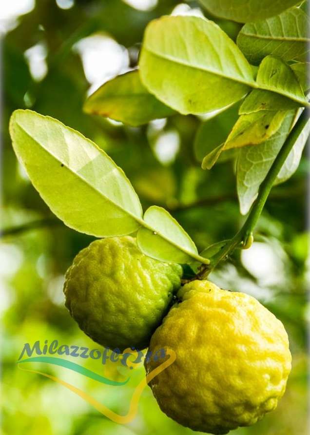 Foglie e frutti Foglie e frutti