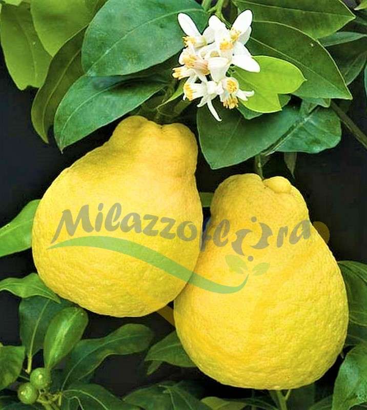 Frutto maturo Frutto maturo